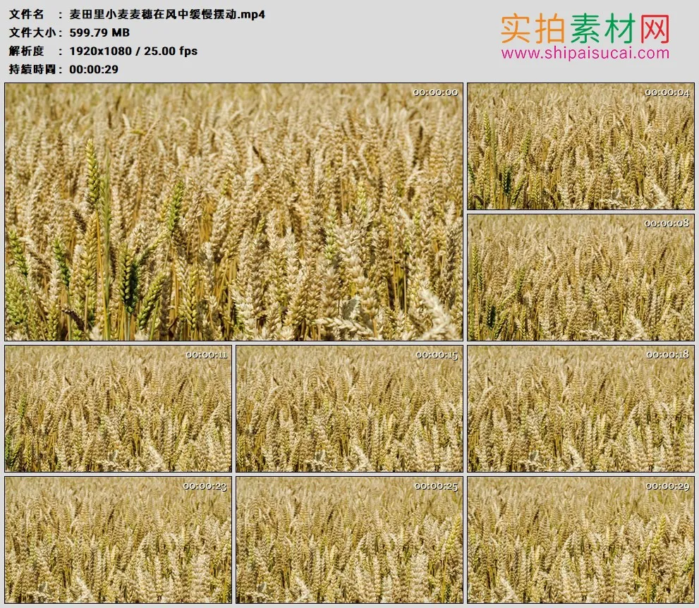 高清实拍视频素材丨麦田里小麦麦穗在风中缓慢摆动