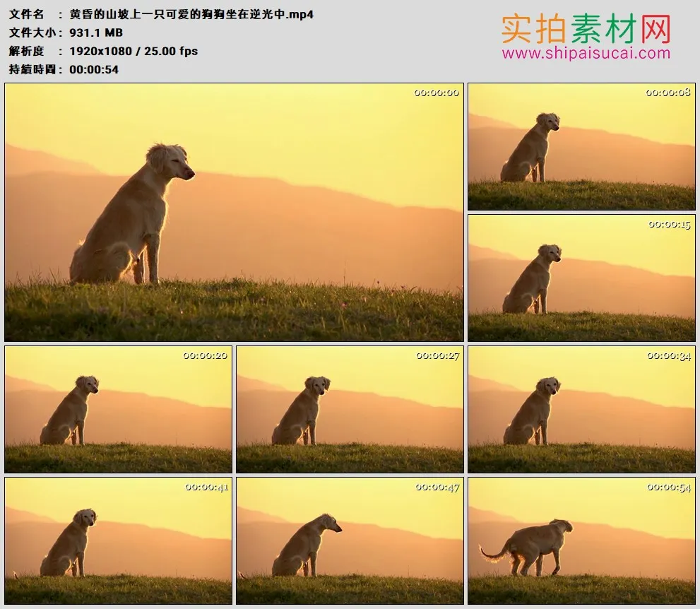 高清实拍视频素材丨黄昏的山坡上一只可爱的狗狗坐在逆光中