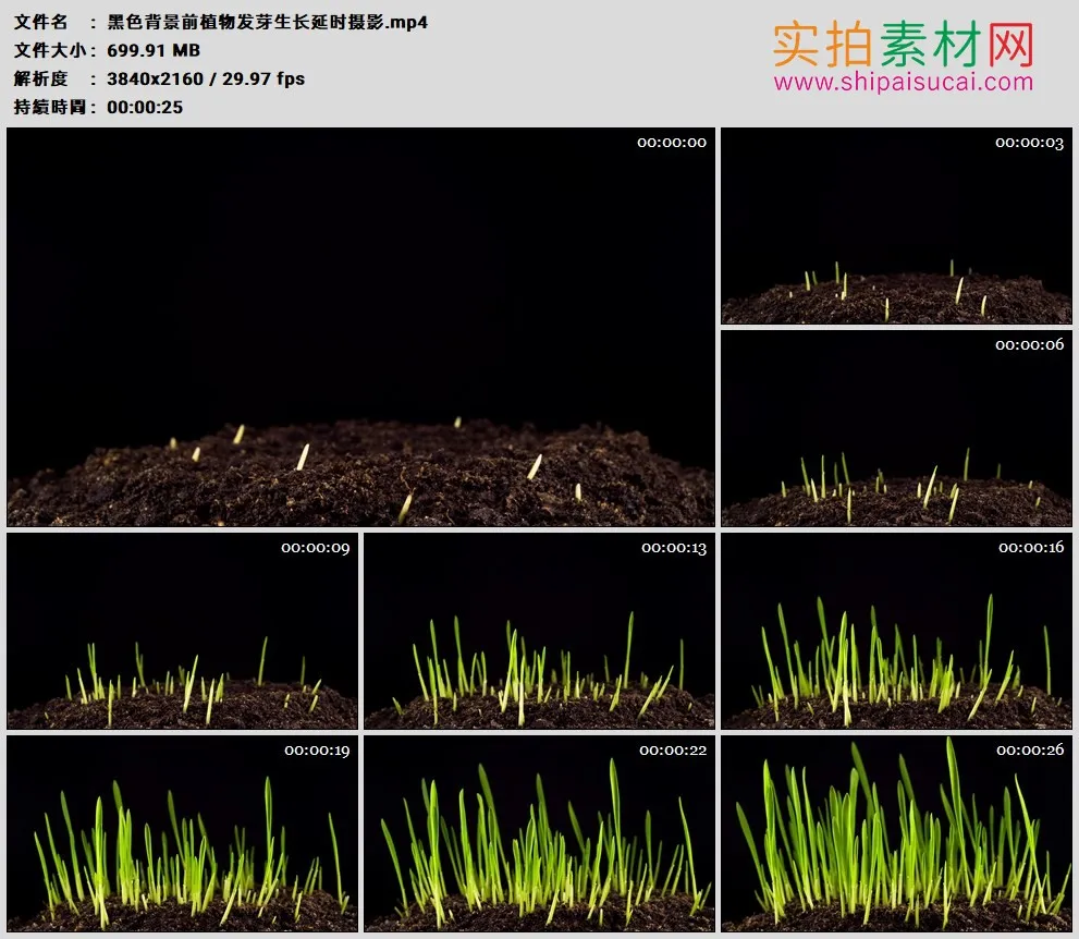 4K高清实拍视频素材丨黑色背景前植物发芽生长延时摄影