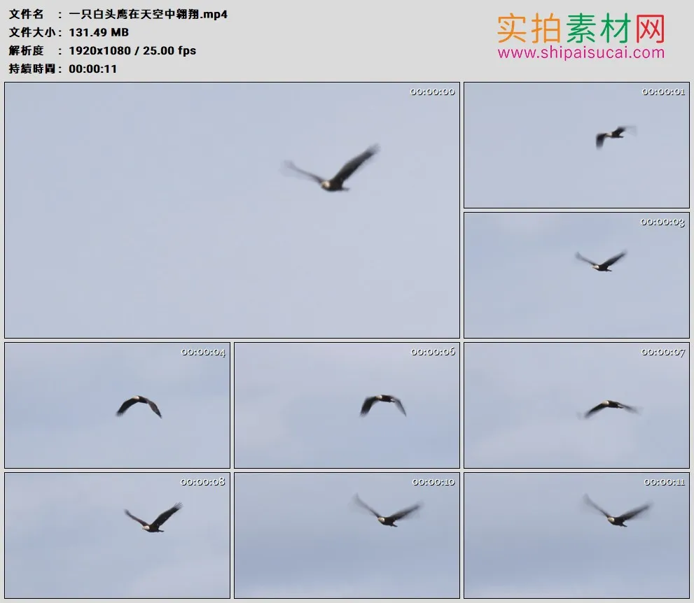 高清实拍视频素材丨一只白头鹰在天空中翱翔