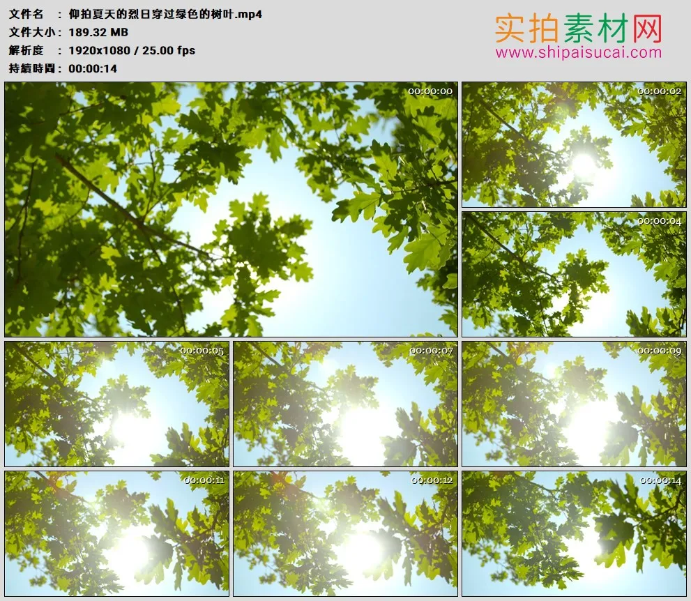 高清实拍视频素材丨仰拍夏天的烈日穿过绿色的树叶