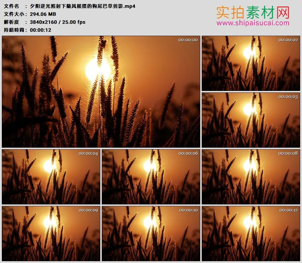 4K高清实拍视频素材丨夕阳逆光照射下随风摇摆的狗尾巴草剪影