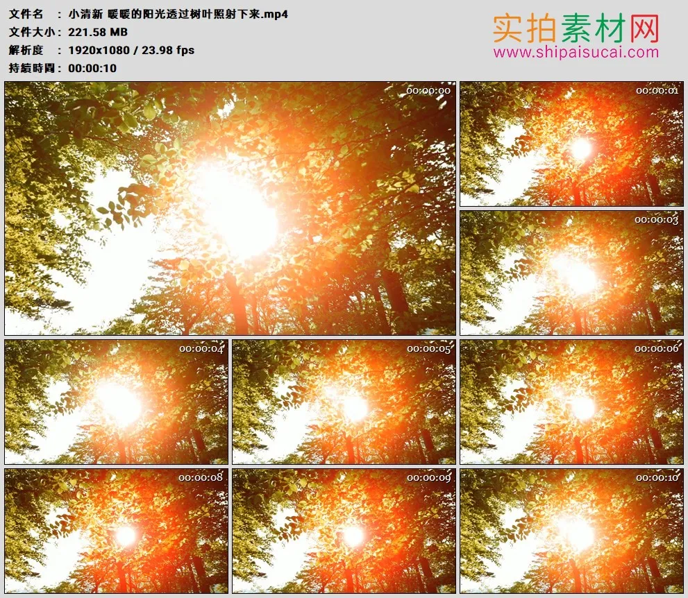 高清实拍视频素材丨小清新 暖暖的阳光透过树叶照射下来