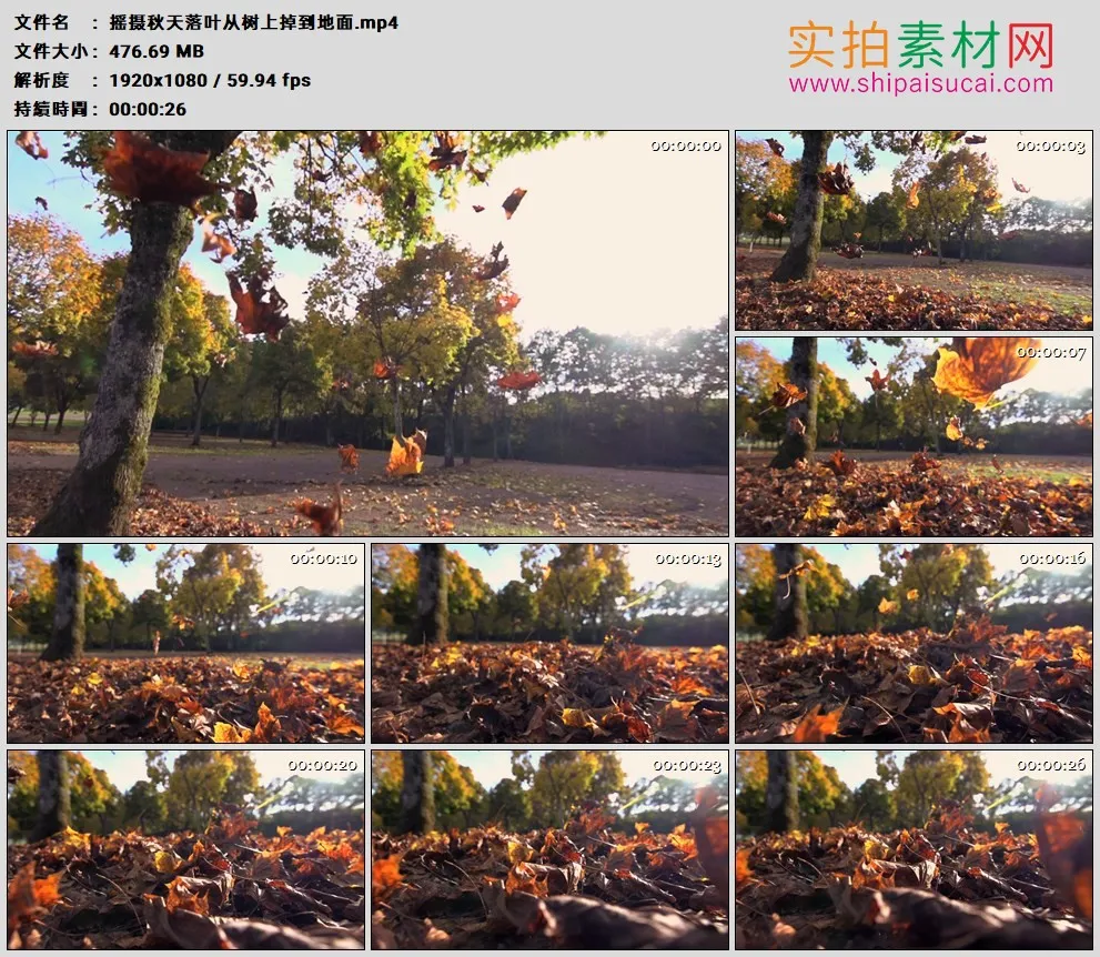 高清实拍视频素材丨摇摄秋天落叶从树上掉到地面
