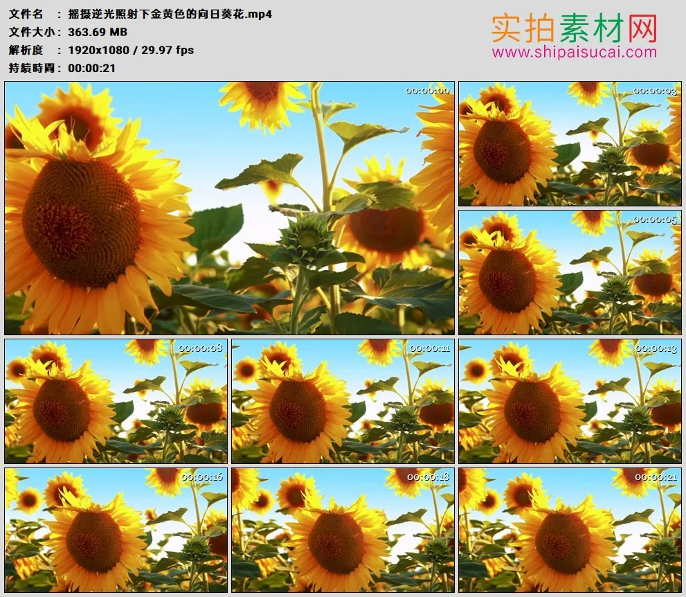 高清实拍视频素材丨摇摄逆光照射下金黄色的向日葵花