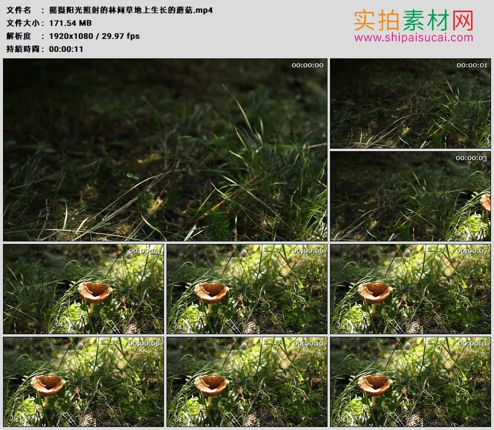 高清实拍视频素材丨摇摄阳光照射的林间草地上生长的蘑菇