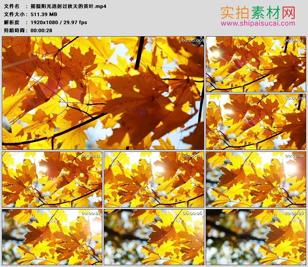 高清实拍视频素材丨摇摄阳光透射过秋天的黄叶