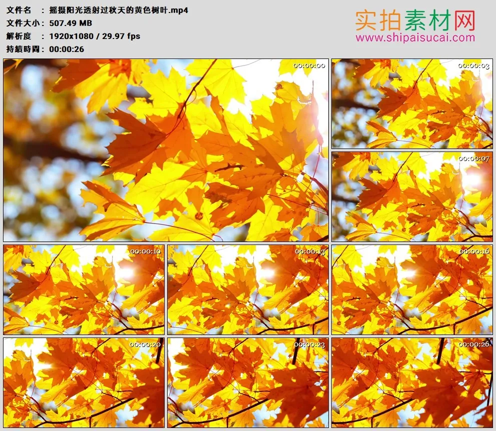 高清实拍视频素材丨摇摄阳光透射过秋天的黄色树叶