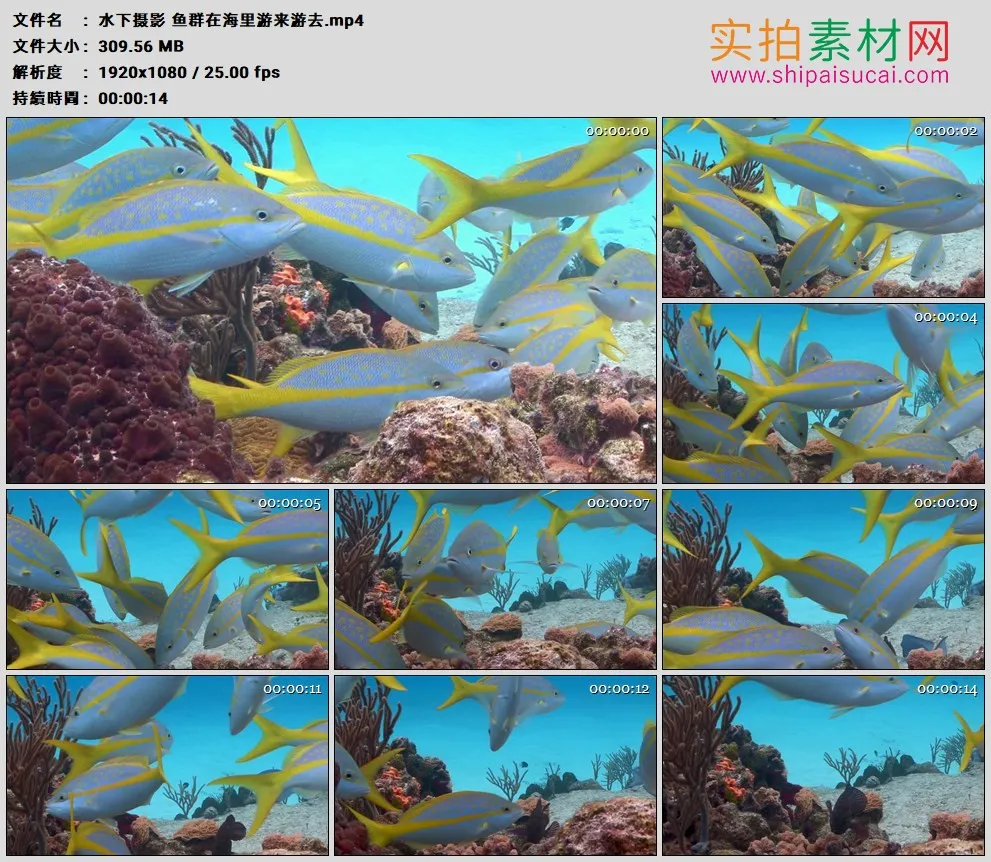 高清实拍视频素材丨水下摄影 鱼群在海里游来游去