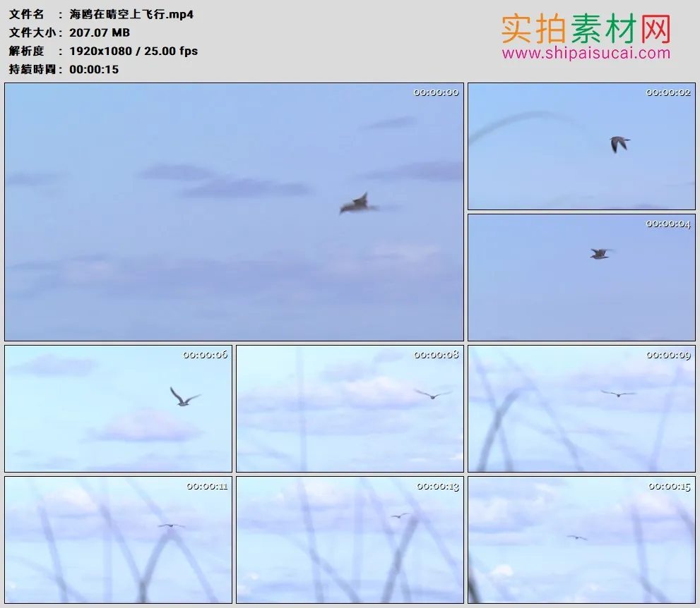 高清实拍视频素材丨海鸥在晴空上飞行