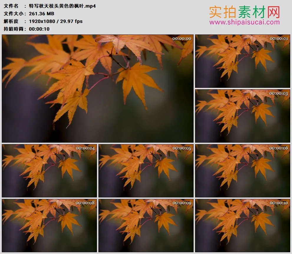 高清实拍视频素材丨特写秋天枝头黄色的枫叶