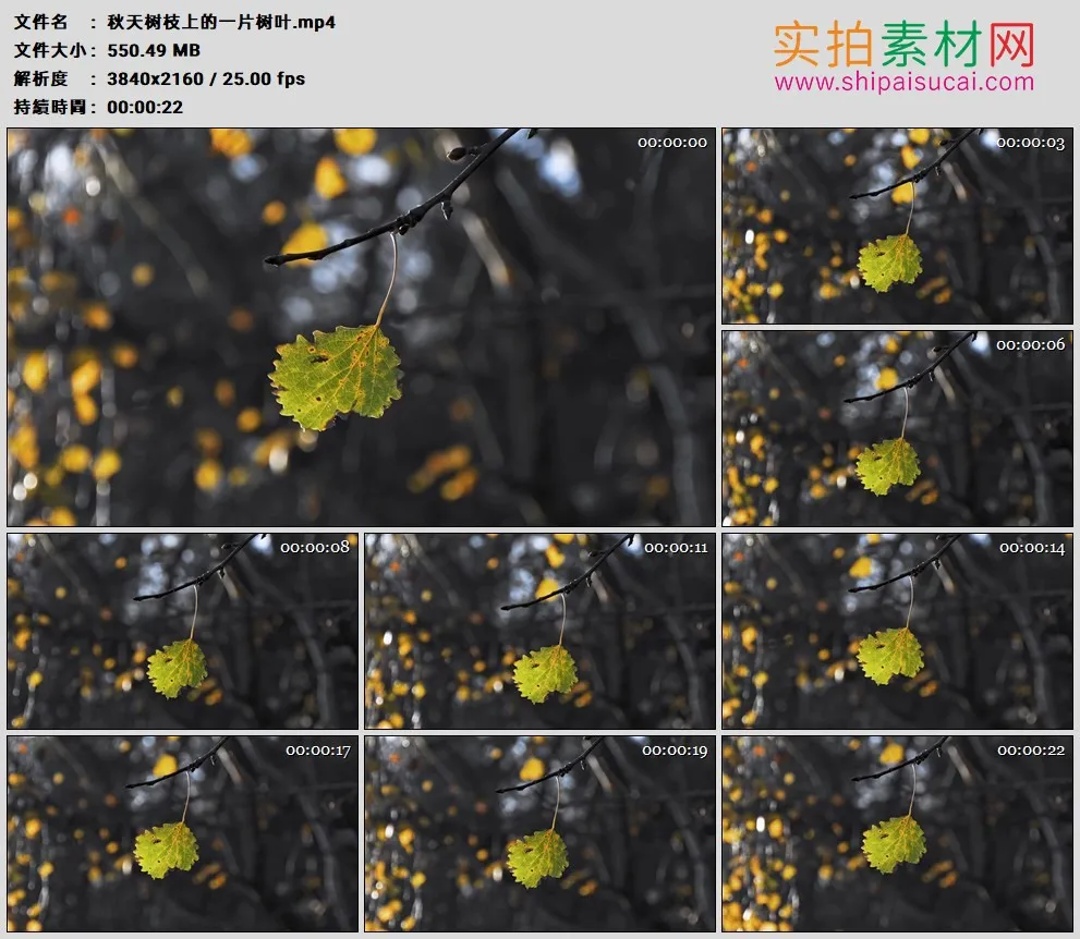 4K高清实拍视频素材丨秋天树枝上的一片树叶