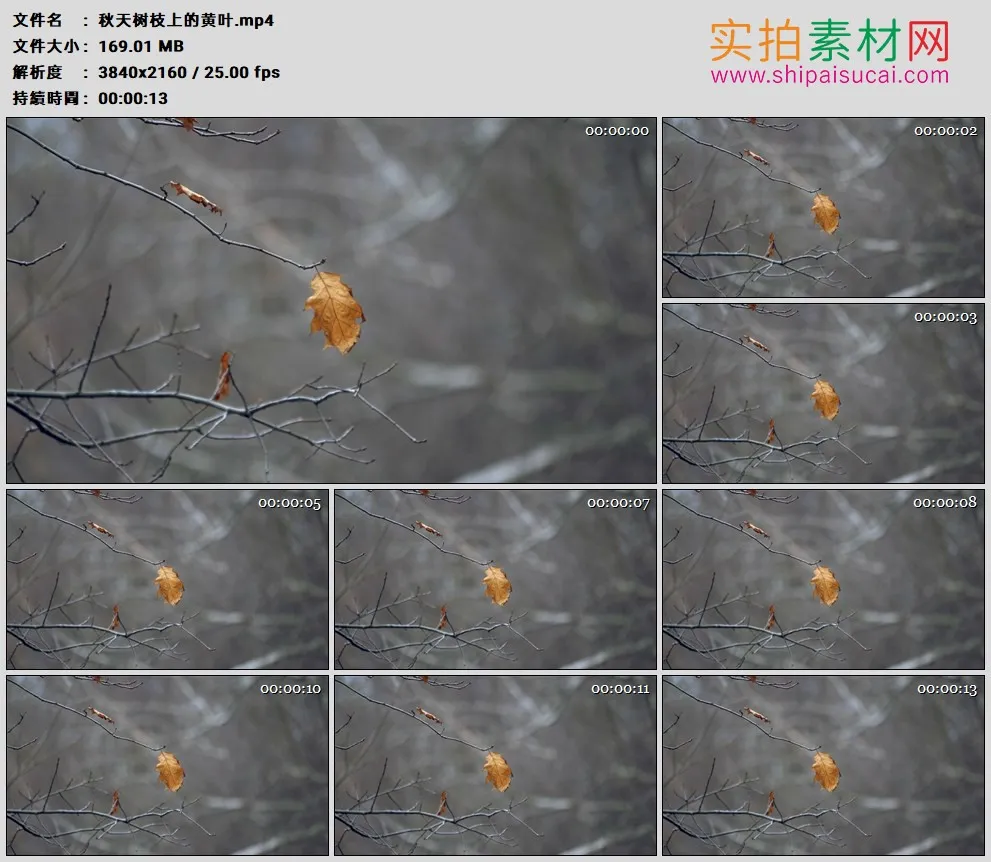 4K高清实拍视频素材丨秋天树枝上的黄叶