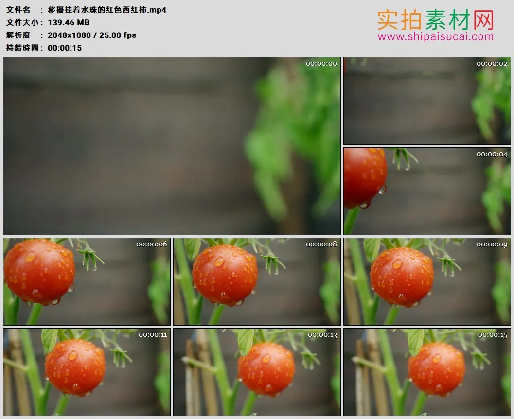 高清实拍视频素材丨移摄挂着水珠的红色西红柿