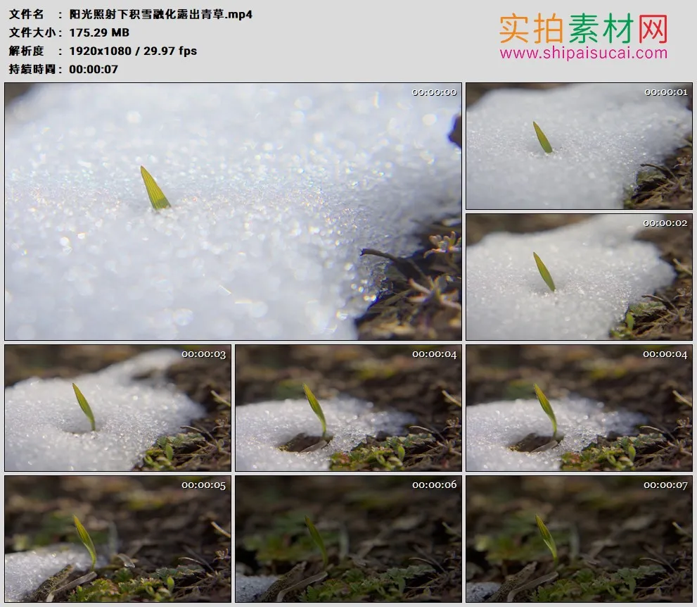 高清实拍视频素材丨阳光照射下积雪融化露出青草