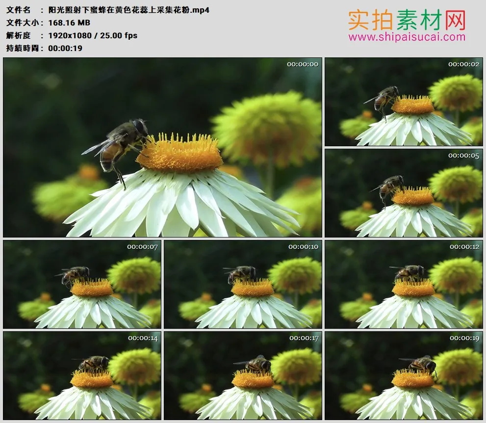 高清实拍视频素材丨阳光照射下蜜蜂在黄色花蕊上采集花粉