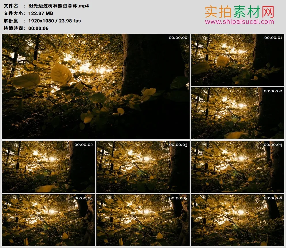 高清实拍视频素材丨阳光透过树叶照进森林