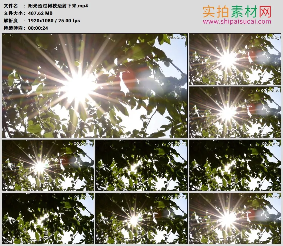 高清实拍视频素材丨阳光透过树枝透射下来