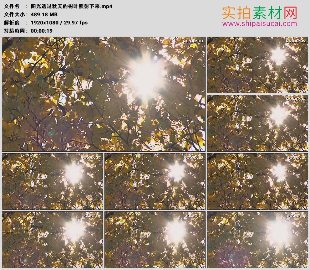 高清实拍视频素材丨阳光透过秋天的树叶照射下来