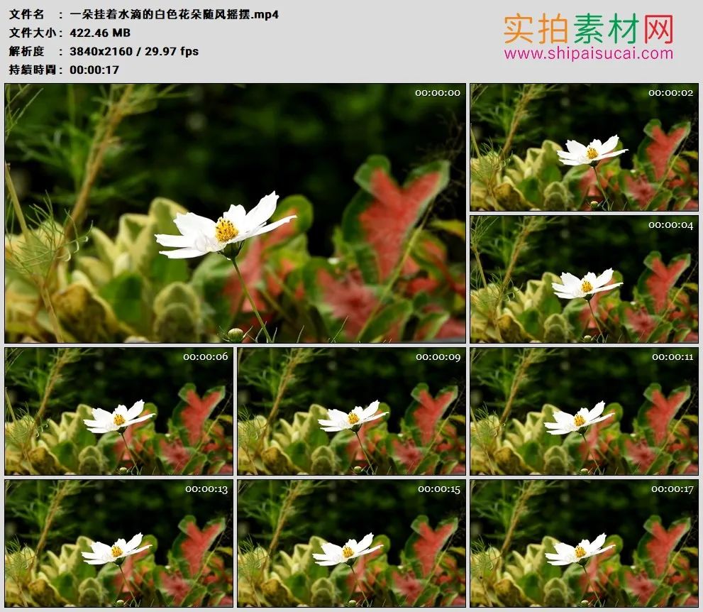 4K高清实拍视频素材丨一朵挂着水滴的白色花朵随风摇摆