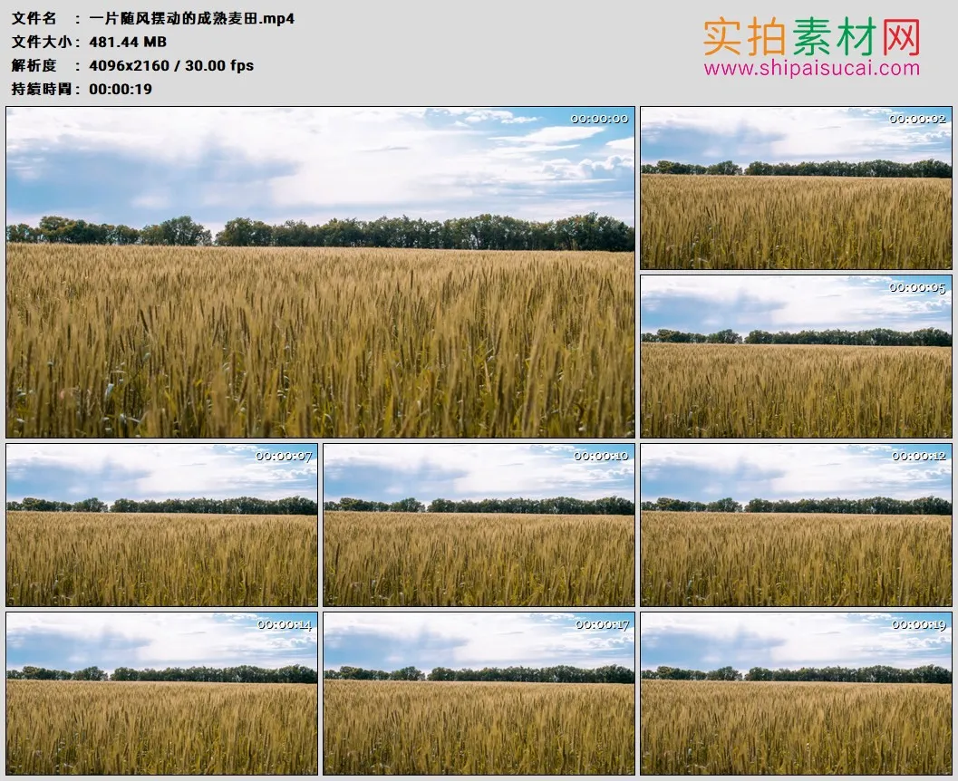 4K高清实拍视频素材丨一片随风摆动的成熟麦田