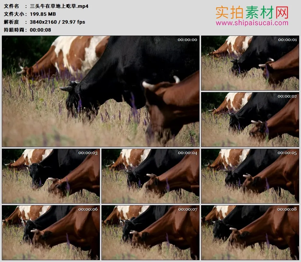 4K高清实拍视频素材丨三头牛在草地上吃草
