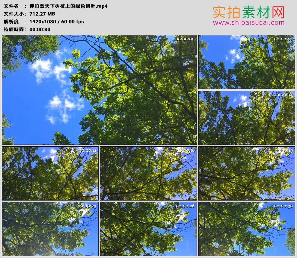 高清实拍视频素材丨仰拍蓝天下树枝上的绿色树叶