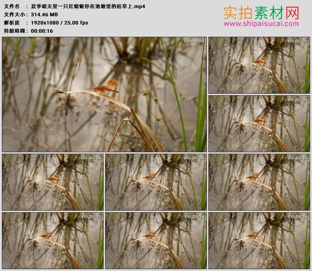 高清实拍视频素材丨夏季晴天里一只红蜻蜓停在池塘里的枯草上