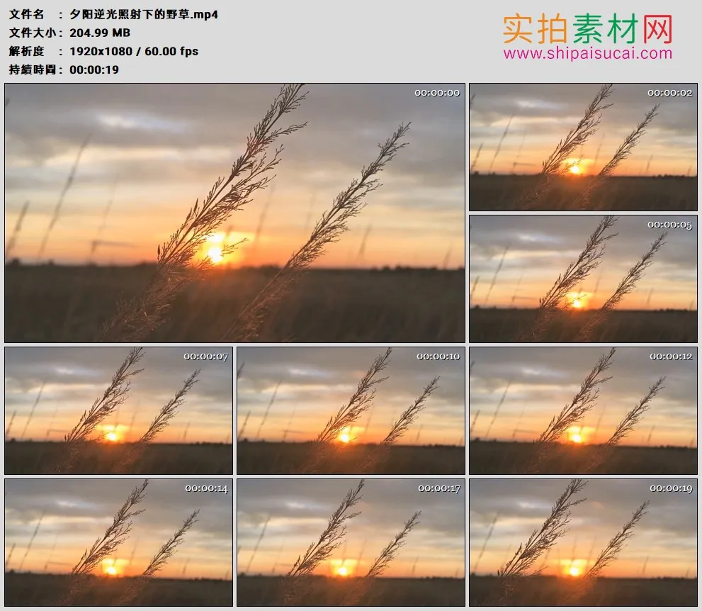 高清实拍视频素材丨夕阳逆光照射下的野草