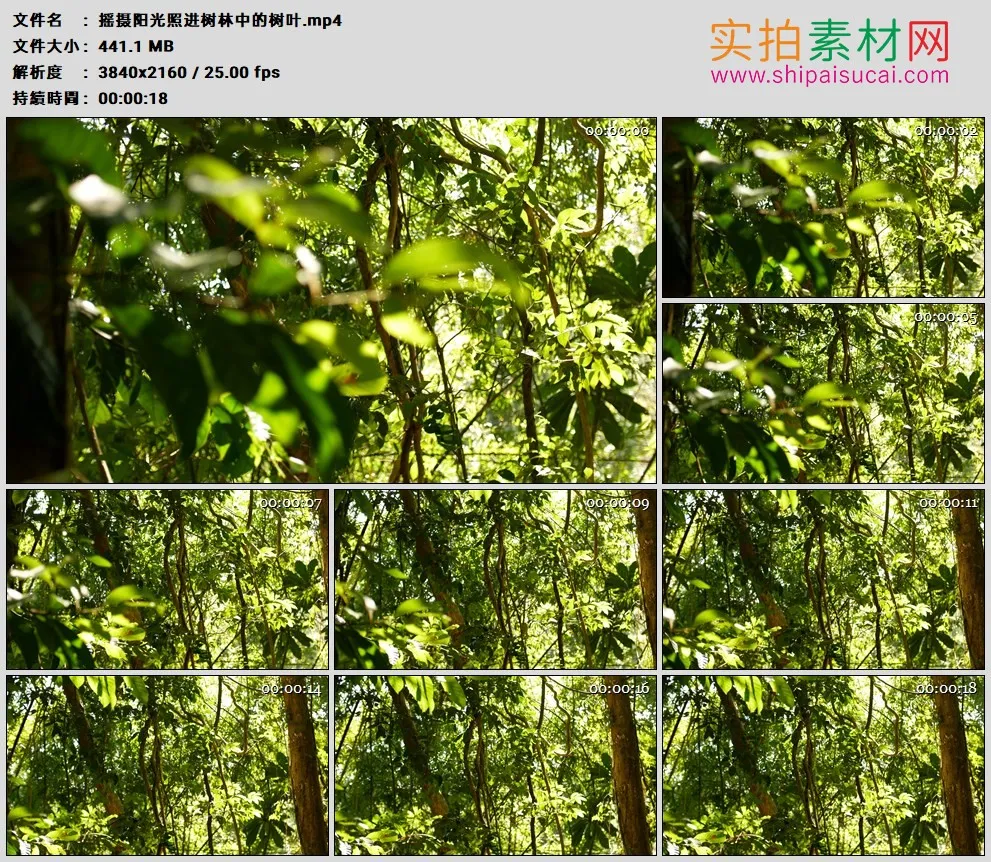 4K高清实拍视频素材丨摇摄阳光照进树林中的树叶