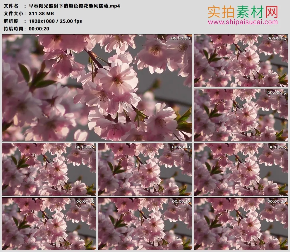 高清实拍视频素材丨早春阳光照射下的粉色樱花随风摆动