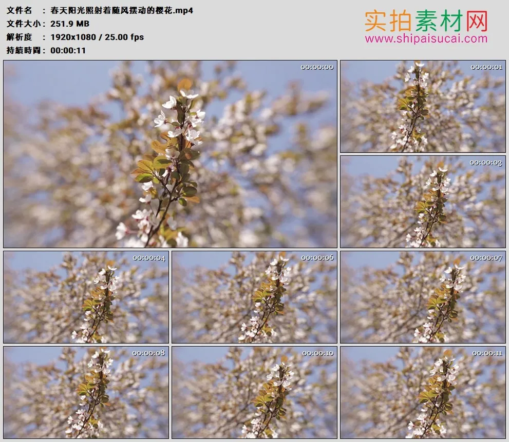 高清实拍视频素材丨春天阳光照射着随风摆动的樱花