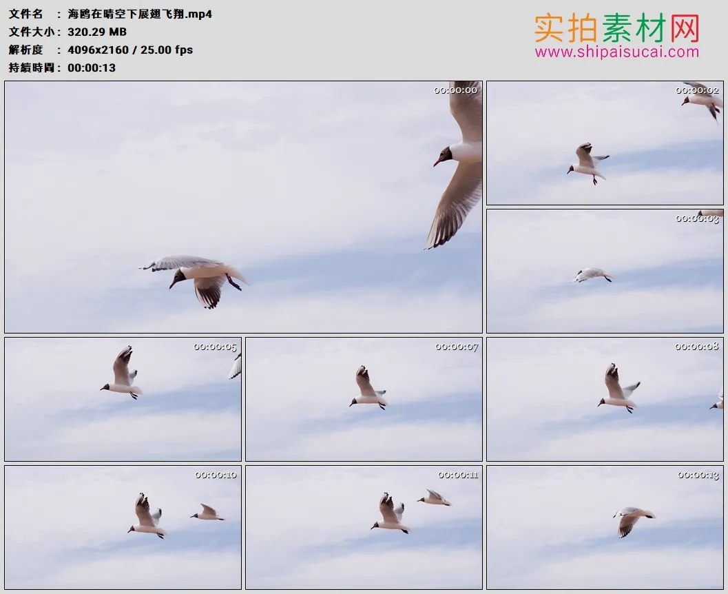 4K高清实拍视频素材丨海鸥在晴空下展翅飞翔