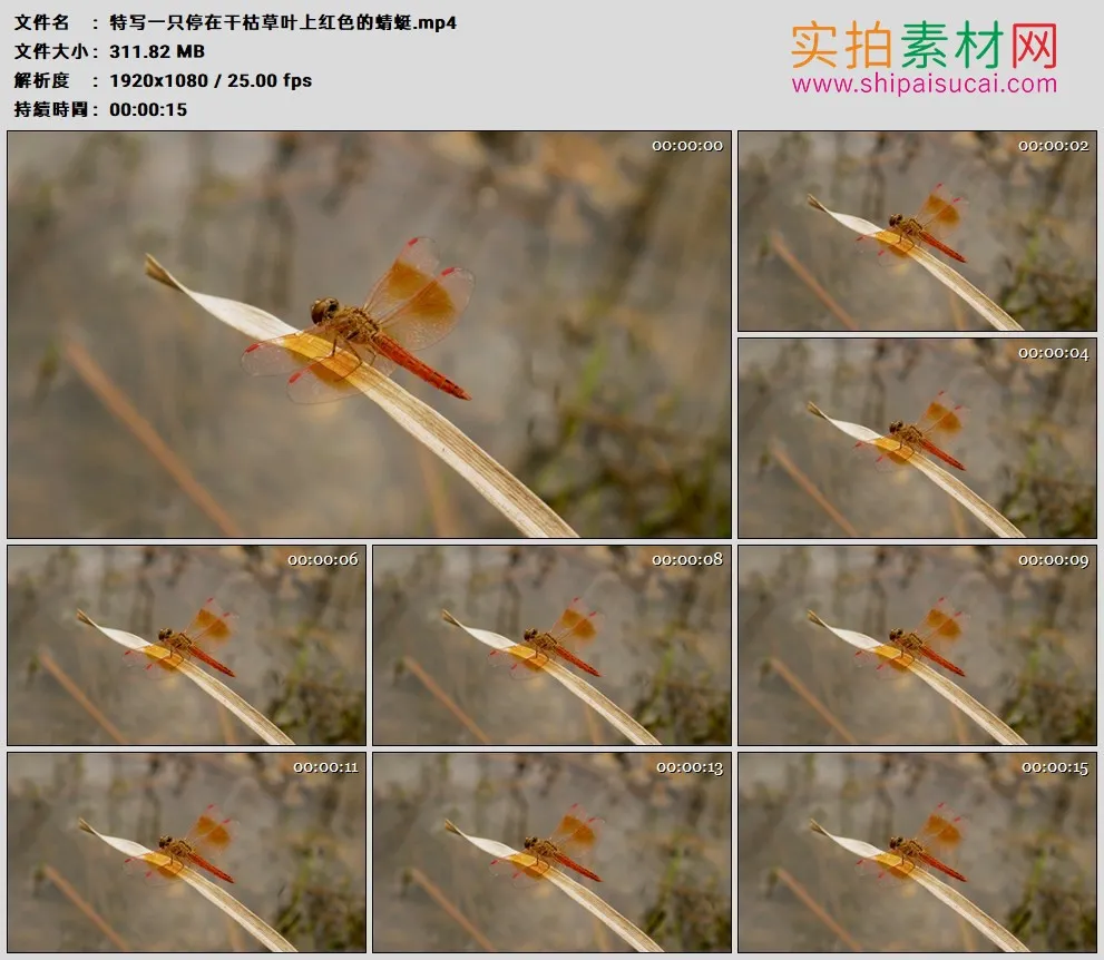 高清实拍视频素材丨特写一只停在干枯草叶上红色的蜻蜓