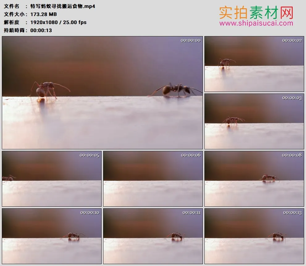 高清实拍视频素材丨特写蚂蚁寻找搬运食物