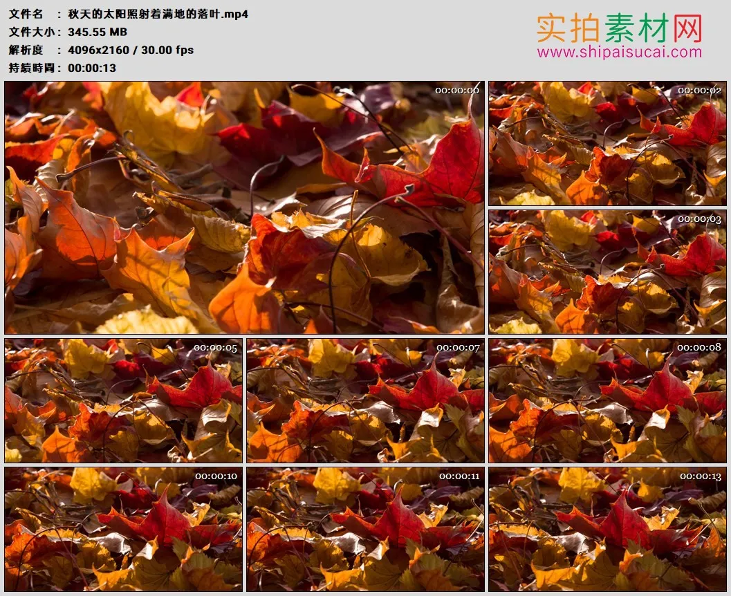 4K高清实拍视频素材丨秋天的太阳照射着满地的落叶