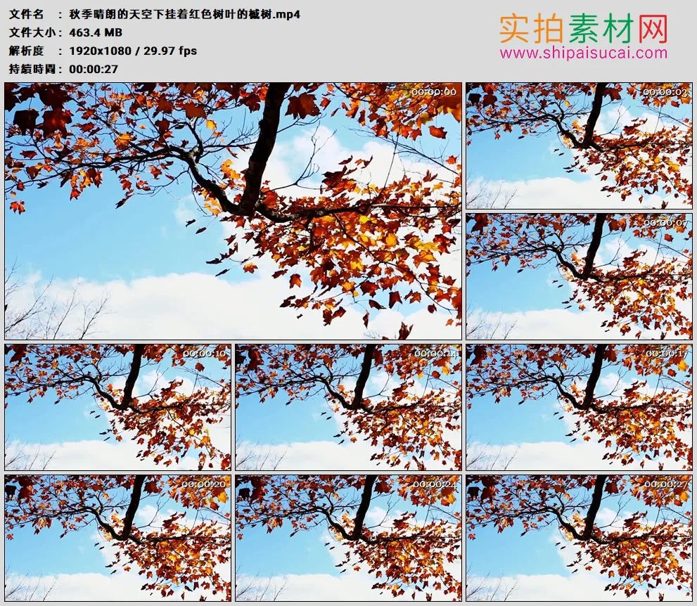 高清实拍视频素材丨秋季晴朗的天空下挂着红色树叶的槭树
