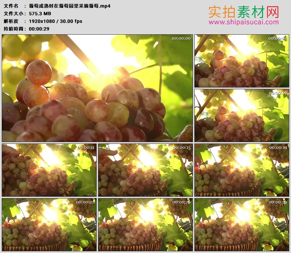 高清实拍视频素材丨葡萄成熟时在葡萄园里采摘葡萄