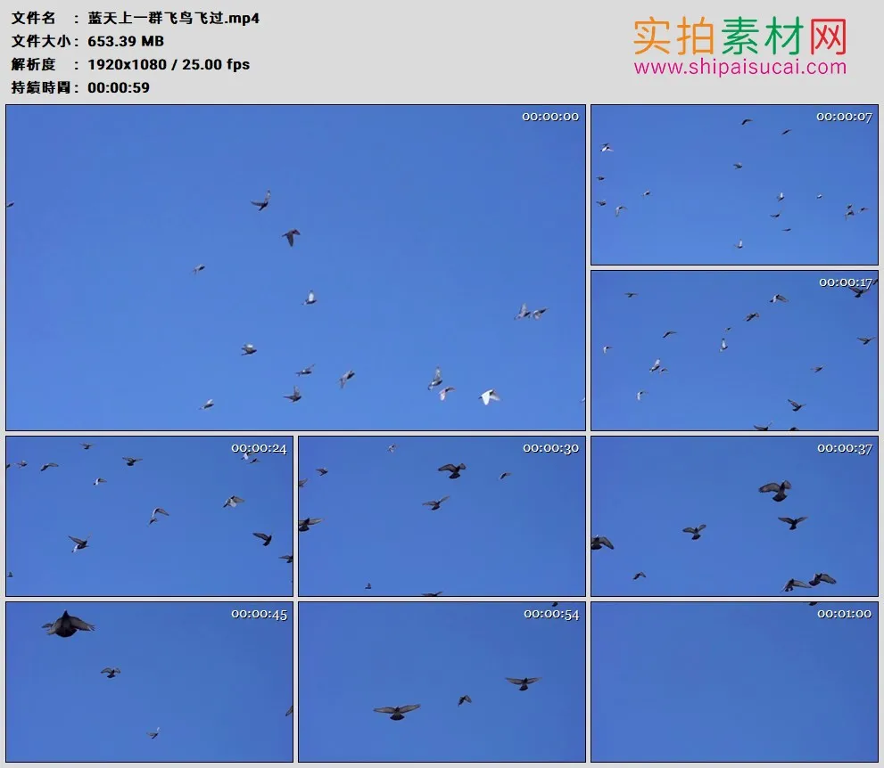 高清实拍视频素材丨蓝天上一群飞鸟飞过