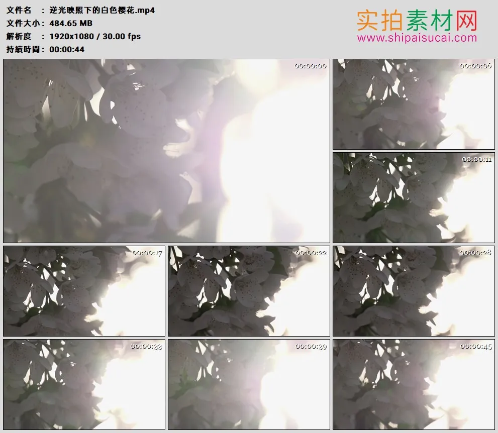 高清实拍视频素材丨逆光映照下的白色樱花