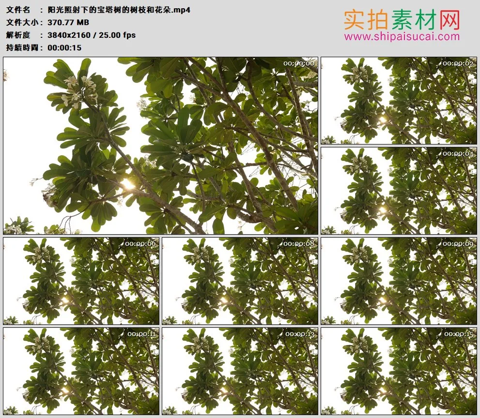 4K高清实拍视频素材丨阳光照射下的宝塔树的树枝和花朵