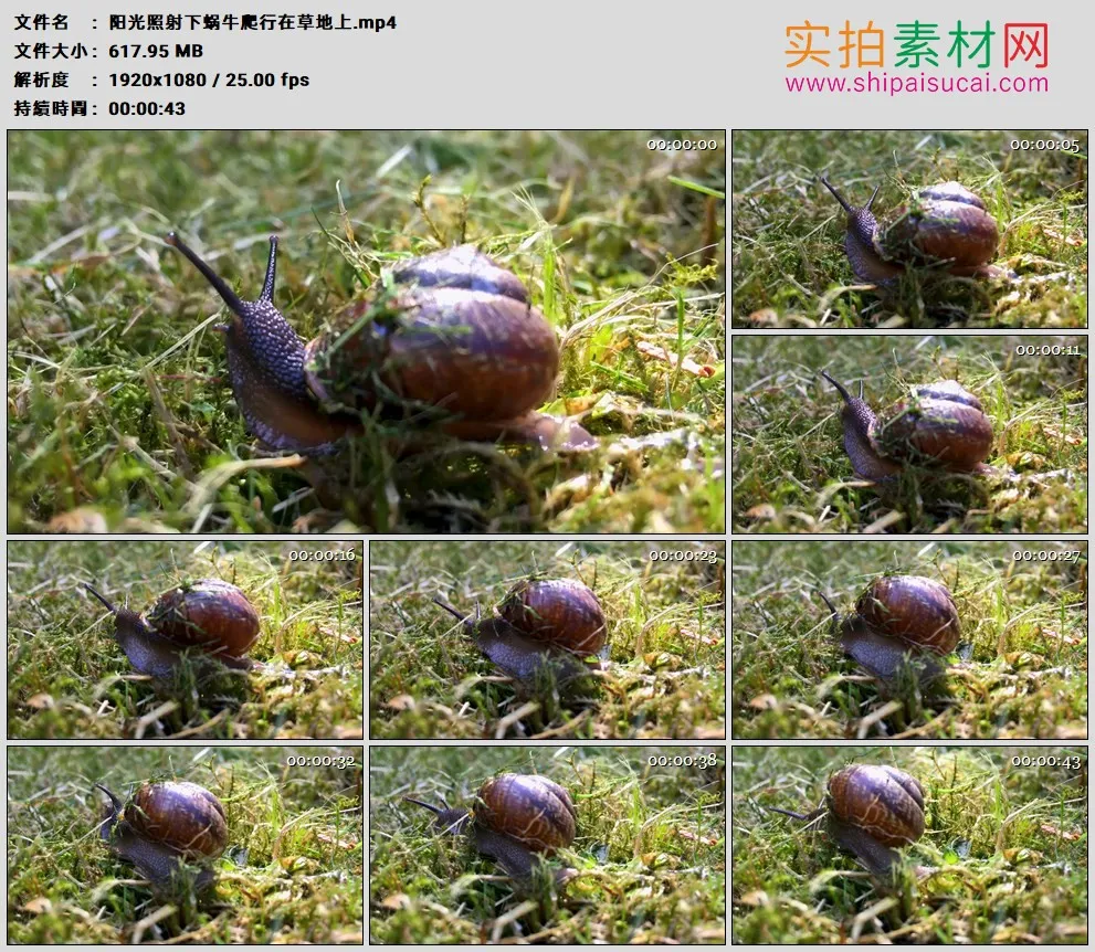 高清实拍视频素材丨阳光照射下蜗牛爬行在草地上