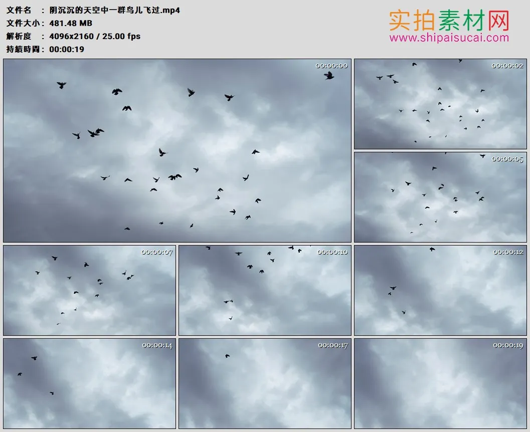 4K高清实拍视频素材丨阴沉沉的天空中一群鸟儿飞过