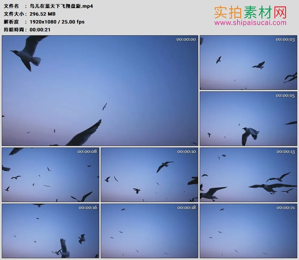 高清实拍视频素材丨鸟儿在蓝天下飞翔盘旋