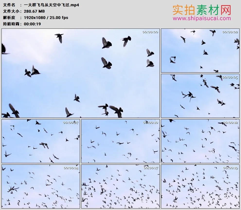 高清实拍视频素材丨一大群飞鸟从天空中飞过