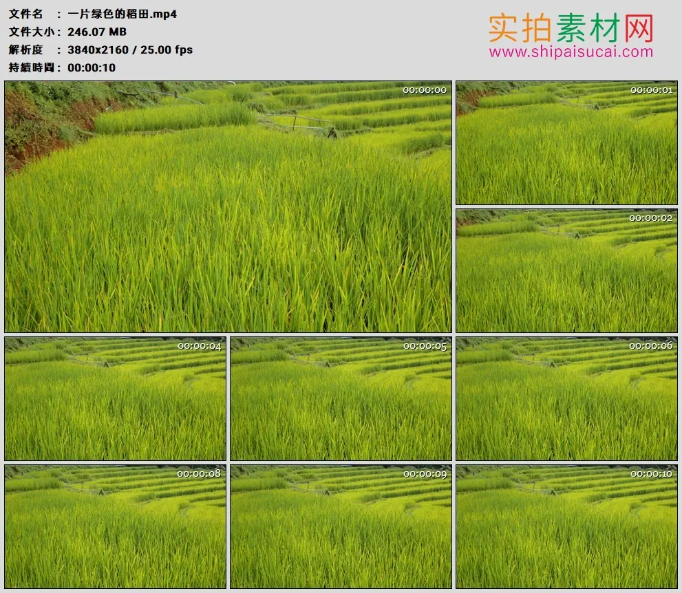 4K高清实拍视频素材丨一片绿色的稻田