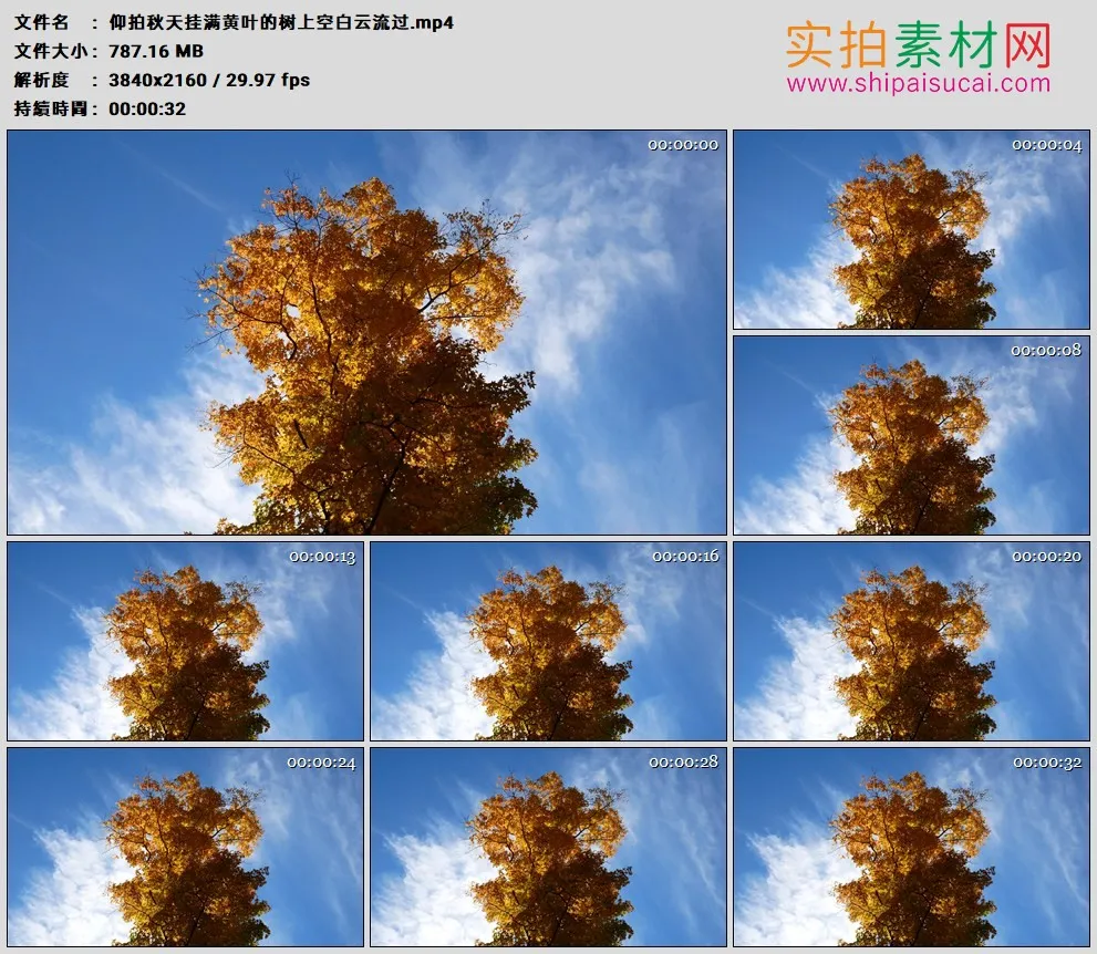 4K高清实拍视频素材丨仰拍秋天挂满黄叶的树上空白云流过