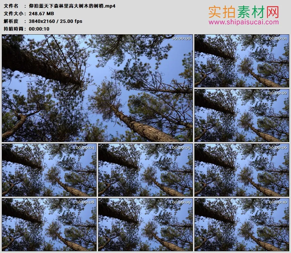 4K高清实拍视频素材丨仰拍蓝天下森林里高大树木的树梢