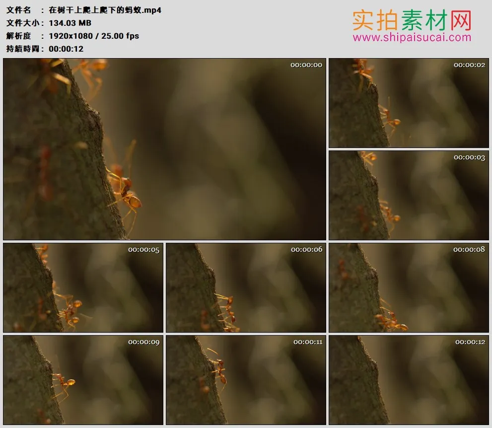 高清实拍视频素材丨在树干上爬上爬下的蚂蚁