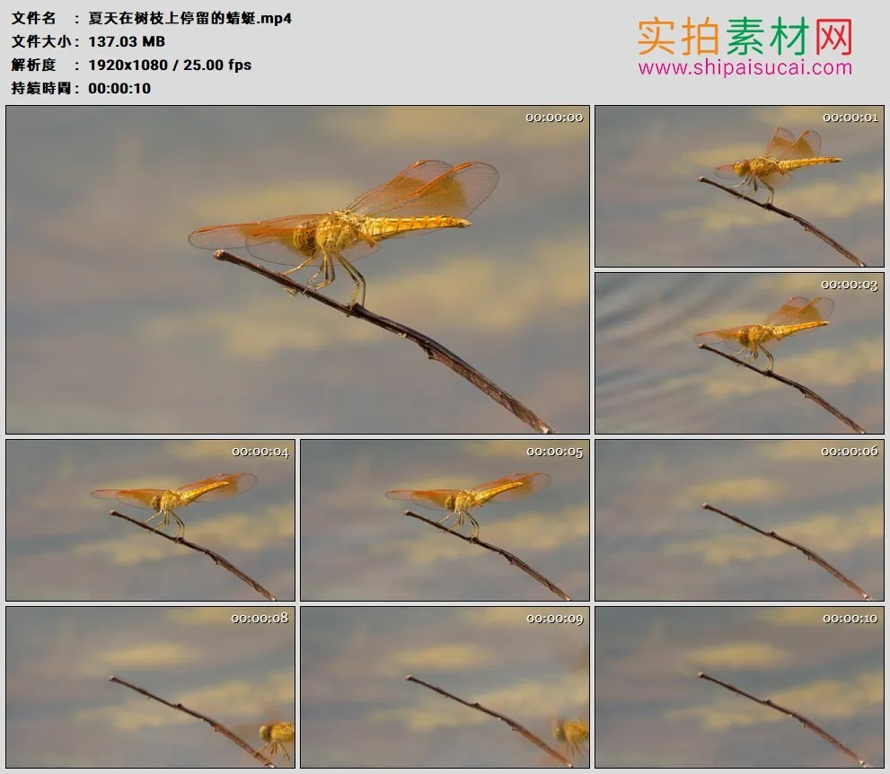 高清实拍视频素材丨夏天在树枝上停留的蜻蜓
